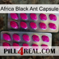 Africa Black Ant Capsule 10